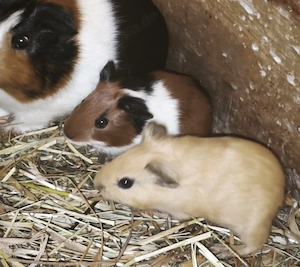 Junge Meerschweinchen  Bild 7