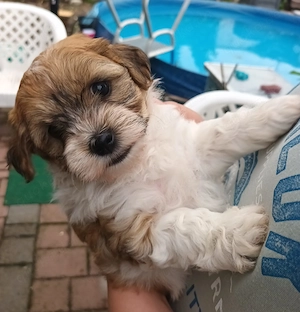 Liebevolle Maltipoo-Welpen