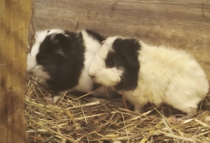 Junge Meerschweinchen 