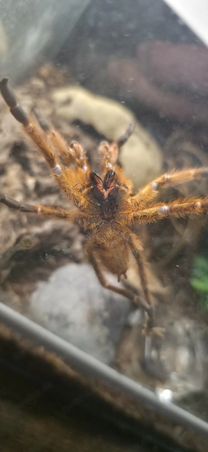 1.0 Pterinochilus murinus (OBT)