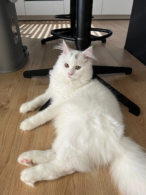 Liebevoller Maine Cool Kater sucht neues zuhause .