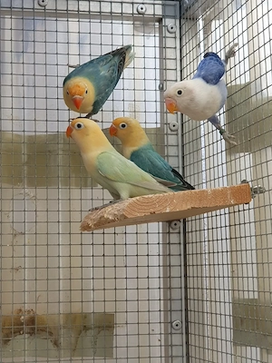 Pfirsichköpfchen