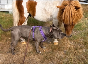französische bulldogge rüde 10 monate alt