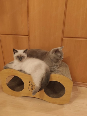 BKH  BLh Kitten 