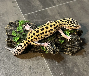 Leopardgecko 0.1 Weibchen - Mack Snow Eclipse 66% Het TA (Tremper Albino)