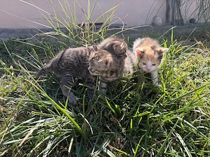 Süße Babykatzen