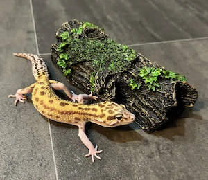 Leopardgecko 0.1 Weibchen - Raptor (TA Eclipse) Mack Snow