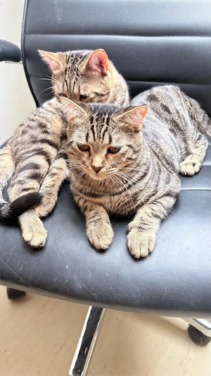 Zwei liebe junge Katzen, 8 Monate   einzeln oder zusammen