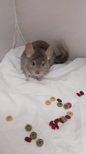 Chinchilla Mädels   Jungtiere 