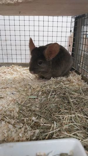 Chinchilla Mädels   Jungtiere  Bild 3