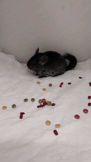 Chinchilla Mädels   Jungtiere  Bild 2