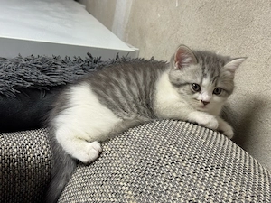 BKH Kitten 