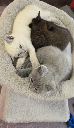 Britisch Kurzhaar kitten 