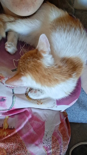 kater zu verkaufen 