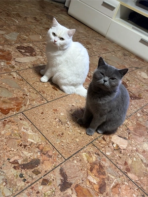 liebevolles Zuhause für Coco und Simsek