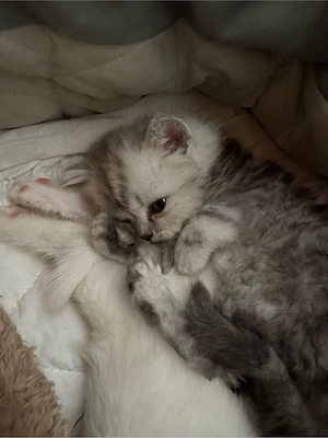 bkh katzen