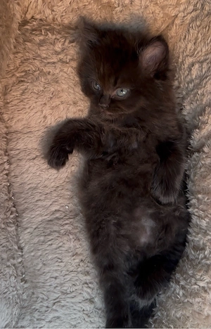 bkh kitten