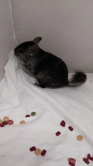 Eine zweite Chance für Chinchilla Notfälle 