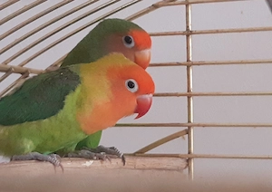 Pfirsichköpfchen Agaponidas