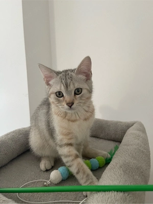 BKH Kitten männlich 12 Wochen alt