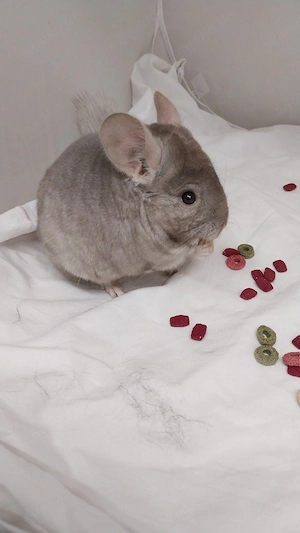 Chinchilla-Böckchen sucht Männer-WG