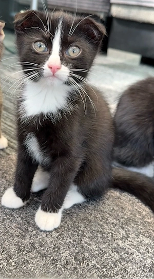babykatzen zu verschenken