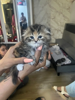 Heiligebirma kitten  Bild 2