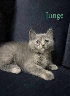 Bkh Perser kitten zu verkaufen 