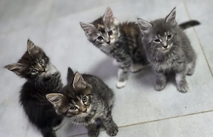  super süße maincoon kitten