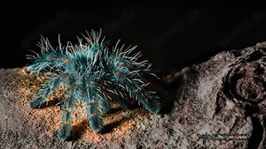 Caribena versicolor ENZ 5 26