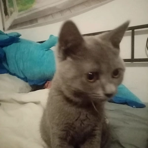2 Kitten zum Verkaufen 