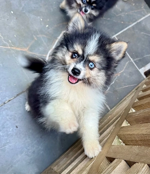 Bildhübsche Pomsky's
