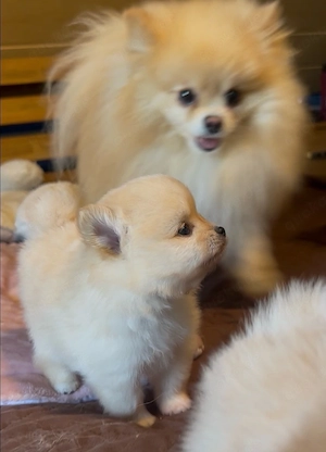 reinrassige Pomeranian  Zwergspitz  welpen 