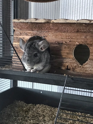 Verkaufe 2 Chinchillas  Bild 4