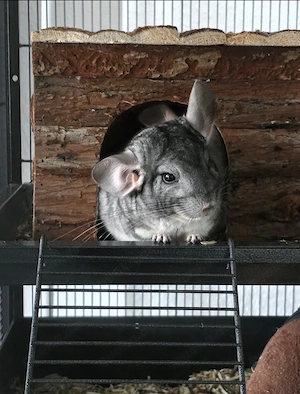 Verkaufe 2 Chinchillas  Bild 3
