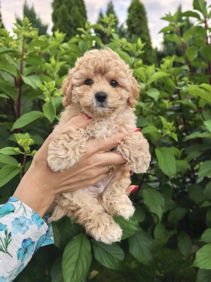 Maltipoo-Welpen