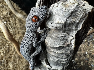 1.0 Strophurus taenicauda DNZ 24