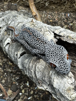 1.0 Strophurus taenicauda DNZ 24 Bild 2