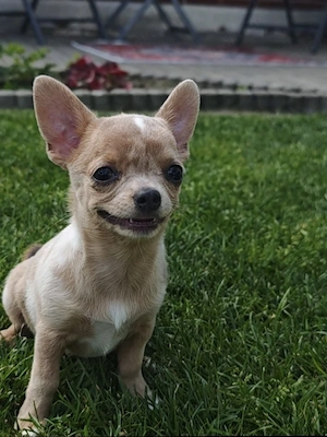 Chihuahua Hündin Nelly 