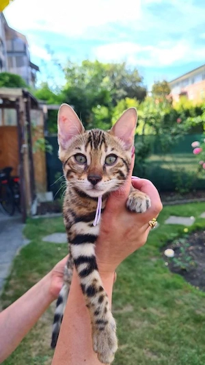 Available tow female Bengal kittens ready to meet new families 
