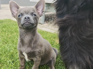 Chihuahua Rüde Aaron 