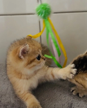 Bkh kitten ,Babykatzen mit blauen Augen 