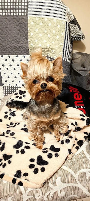 Mini Yorkie Aisha sucht tolles Zuhause 