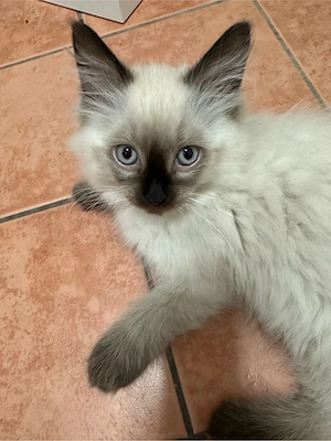 Reinrassiger Ragdoll Kater 