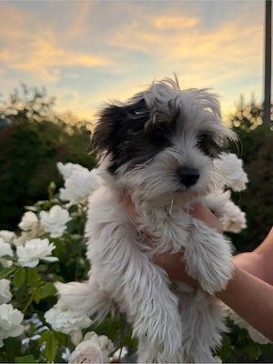 Biewer Yorkshire Terrier 2 Welpen suchen liebevolles Zuhause