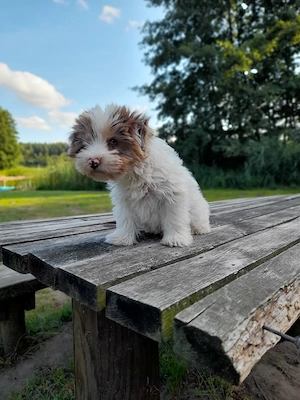 zu Hause gesucht für Yorki Rüde Bild 2