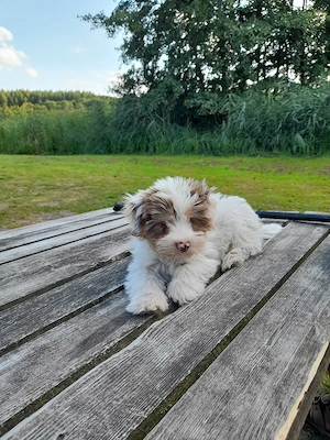 zu Hause gesucht für Yorki Rüde Bild 3