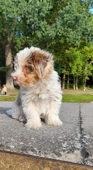 zu Hause gesucht für Yorki Rüde Bild 5
