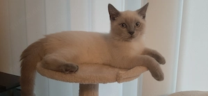 Unseren wunderschönen BKH Katzenbaby männlich  reinrassige