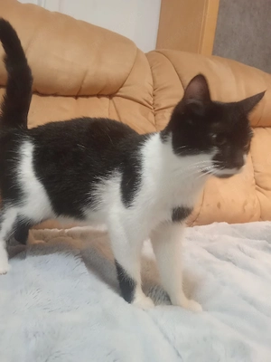 Katze in gute Hände Abzugeben